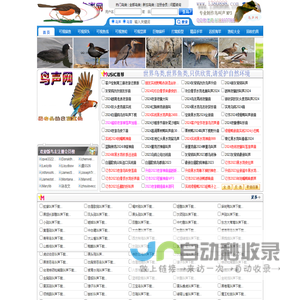 鸟声网 鸟叫声MP3 最新鸟声音下载网站